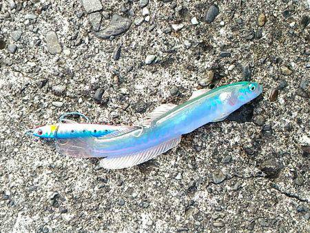 ルアーで五目釣り！（達成ならず、三目！）