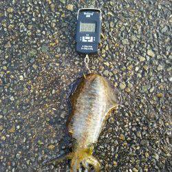 サビキ→ヤエン