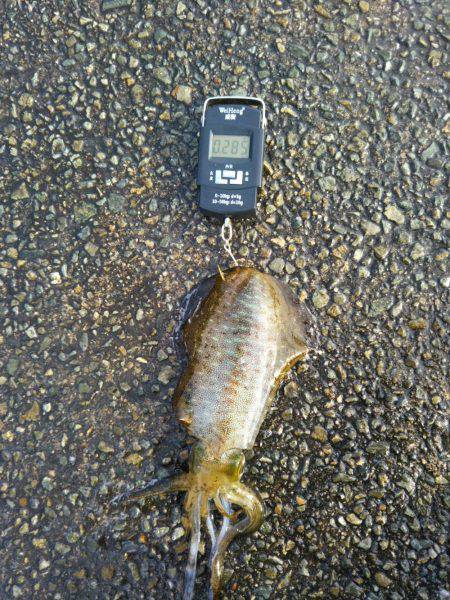 サビキ→ヤエン