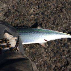 エギングのはずが