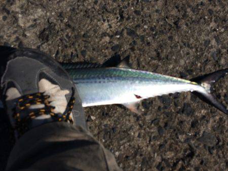 エギングのはずが