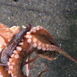 播磨新島で投げ釣り