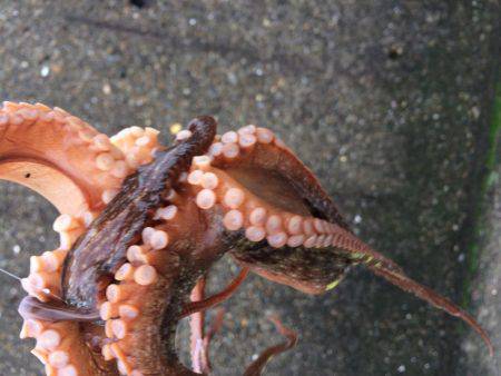 播磨新島で投げ釣り