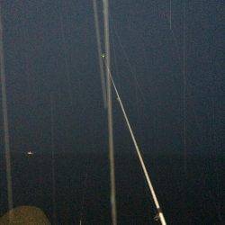 播磨新島でキス狙い