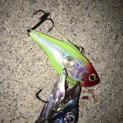 ハードルアー太刀魚楽しい〜