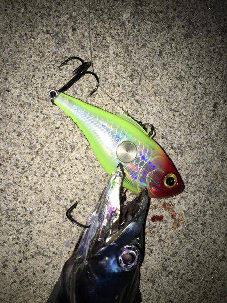 ハードルアー太刀魚楽しい〜