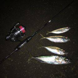 寒い夜のアジング