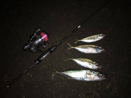 寒い夜のアジング