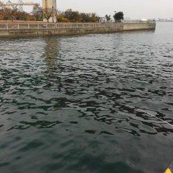 マイワシオンリー