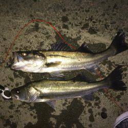 満潮潮止まり前でも釣れるのか？