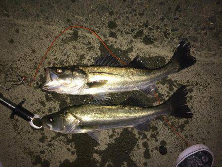 満潮潮止まり前でも釣れるのか？