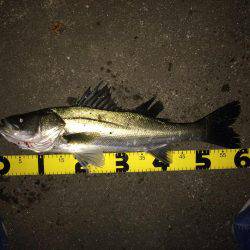 伊勢志摩シーバス釣行