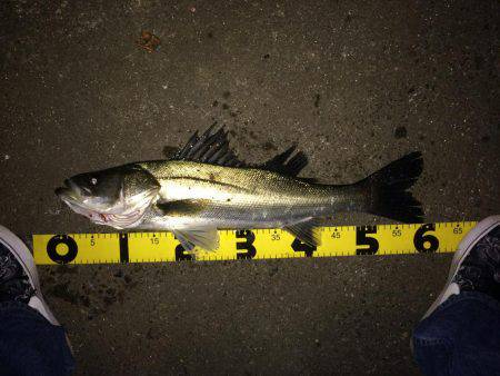 伊勢志摩シーバス釣行