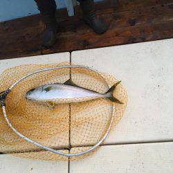 祈願のヒラマサ