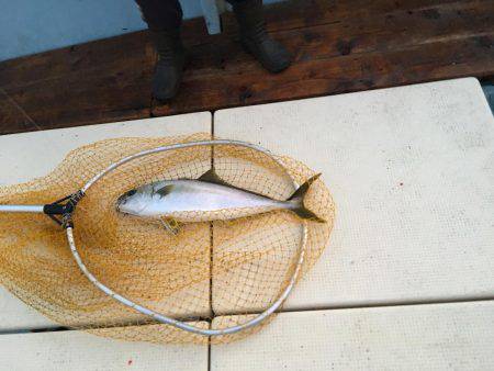 祈願のヒラマサ