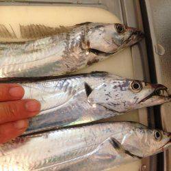 タチウオまずまず