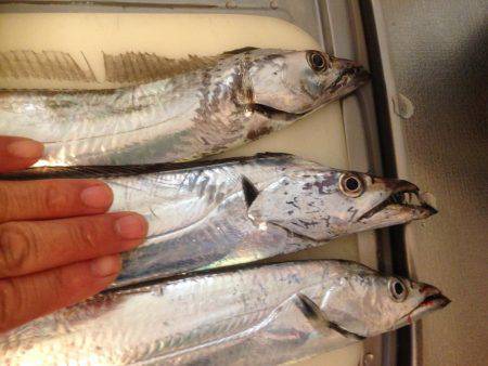 タチウオまずまず