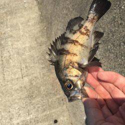 テトラの穴には？！