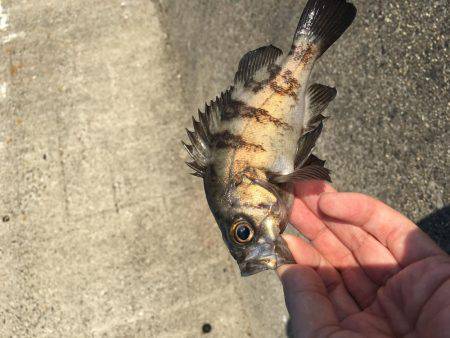 テトラの穴には？！