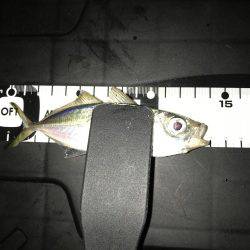 エギング&アジング