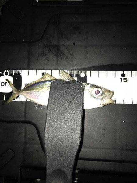 エギング&アジング