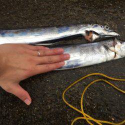 西宮ケーソン タチウオワインド