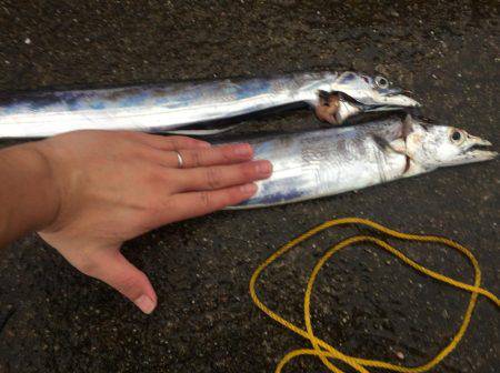 西宮ケーソン タチウオワインド