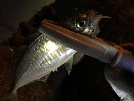 良計アジング♪