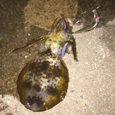 アオリウキ釣り