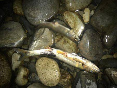 落ち鮎ウグイ笑