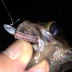 連日連夜絶好調（＾ω＾）