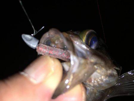 連日連夜絶好調（＾ω＾）