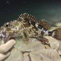 アジングなのかガシリングなのか