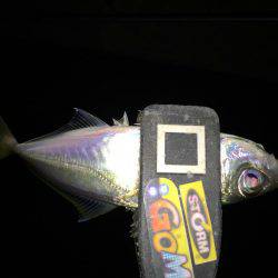 まだまだ太刀魚