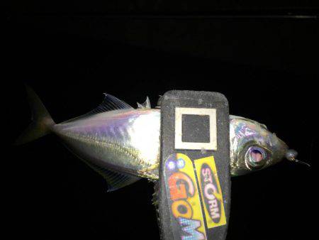 まだまだ太刀魚