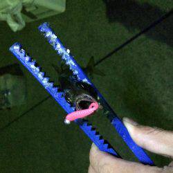 今日もせっせとアジング