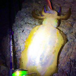 なかなかのシブさ