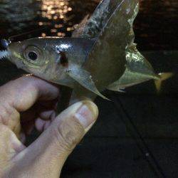 アジングのはずが…