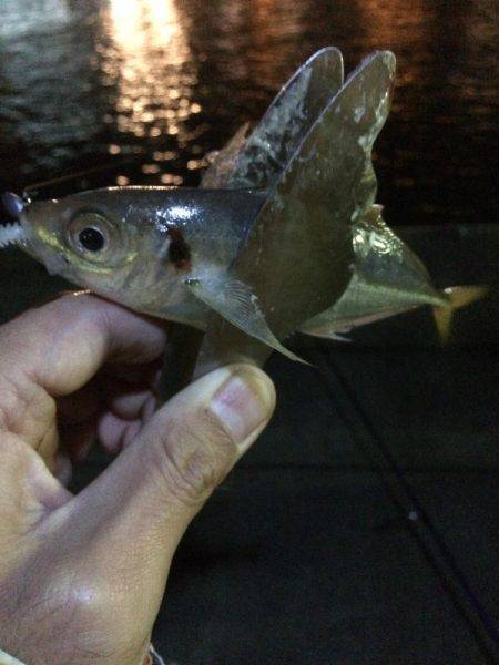 アジングのはずが…