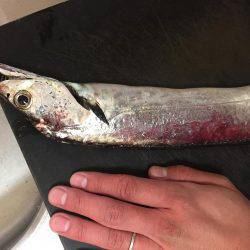 久々のシーバス