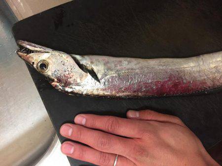 久々のシーバス