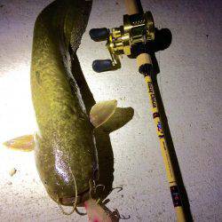 ナマズタックルでシーバス…