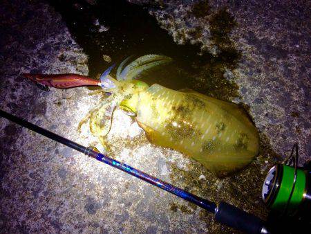 久々のポイントで…