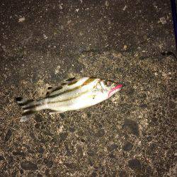 アジ調査のはずが