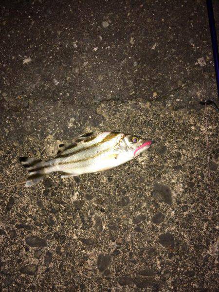 アジ調査のはずが