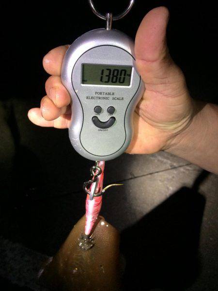 久々のエギング