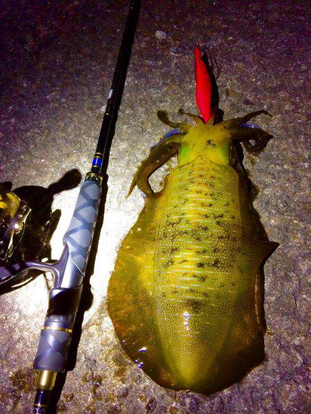 雨の前のエギング
