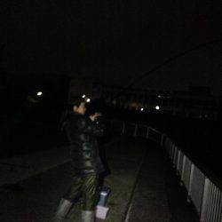 アナゴにガシラ