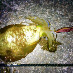 ナイトは単発の拾い釣り