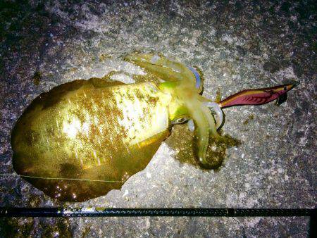 ナイトは単発の拾い釣り